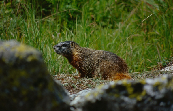 20000802   Yellowstone 205